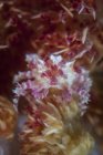 Crabe accroché pour accueillir corail mou — Photo de stock