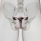 Vista tridimensional del sistema reproductor femenino - foto de stock