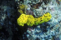 Nudibranch banana rastejando através de recifes coloridos — Fotografia de Stock