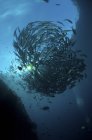 Gregge circolare di pesci trevally — Foto stock