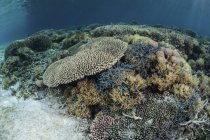 Corais de construção de recifes prosperando em águas rasas — Fotografia de Stock