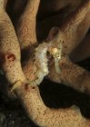 Hippocampe épineux juvénile suspendu à une éponge tubulaire orange, Sulawesi Nord, Indonésie — Photo de stock