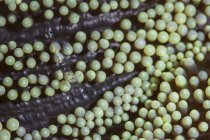 Прозорі креветки на морському анемоні — стокове фото