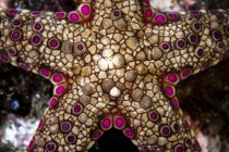 Барвисті морської зірки — стокове фото