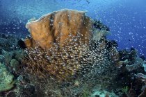 Escola de cardinalfish e varredores no recife — Fotografia de Stock