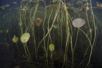 Лилии в мелководном пресноводном озере — стоковое фото