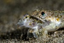 Lizardfish eating dragonet — Stock Photo