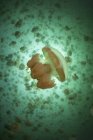 Золота медуза в морському озері — стокове фото