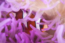 Anemonenfische in Anemonentententententakeln — Stockfoto