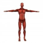 Медицинская иллюстрация мышечной системы человека — стоковое фото