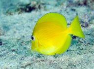 Juvenile blue tang on coral reef — Stock Photo