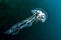 Jellyfish swimming in dark water — Stock Photo