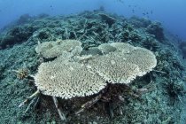 Corais de mesa crescendo em recifes artificiais — Fotografia de Stock