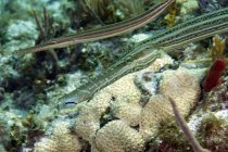 Junge Trompetenfische schwimmen über Korallenriff — Stockfoto