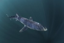 Squalo azzurro nuoto vicino a Cape Cod — Foto stock