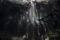 Rayons de soleil dans les ombres sous-marines de la forêt de mangroves — Photo de stock