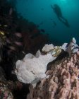 Pesce rana con subacqueo vicino alla barriera corallina — Foto stock