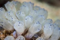 Set of tiny tunicates growing on reef — Stock Photo