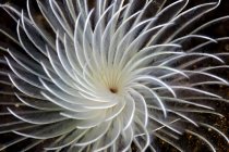 Tentáculos espirales de gusano plumero - foto de stock