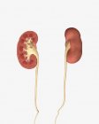 Imagen conceptual de riñones con pelvis renal y uréter - foto de stock