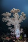 Weichkorallen-Kolonie wächst auf Riff — Stockfoto