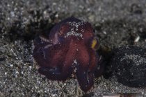 Кокосовый осьминог на песчаном дне моря — стоковое фото
