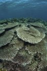 Fonds marins couverts de coraux de construction de récifs — Photo de stock