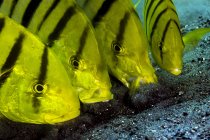 Peixe dourado trevalmente — Fotografia de Stock