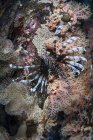 Lionfish swimming on colorful reef — Stock Photo