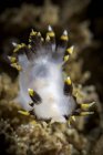 Триколор nudibranch Polycera — стокове фото