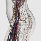 Медицинская иллюстрация артерий, вен и лимфатической системы в женском полушарии — стоковое фото
