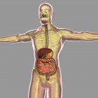 Ilustración médica del sistema digestivo humano - foto de stock