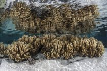 Corais de couro macio em águas rasas — Fotografia de Stock