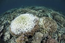 Colonies de coraux qui commencent à blanchir — Photo de stock