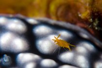 Sponge isopod on nudibranch — Stock Photo