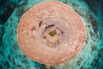 Вид сверху круглой розовой бочковой губки, залив Сендеравасих, Западное Папуа, Индонезия — стоковое фото