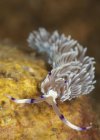 Pteraeolidia ianthina nudibranch — Stock Photo
