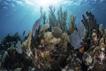 Gorgones avec coraux de construction de récifs sur le récif — Photo de stock