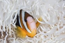 Clownfish swimming among anemone tentacles — стоковое фото