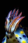 Зябра барвистих гіпсодоріс нудибранч — стокове фото