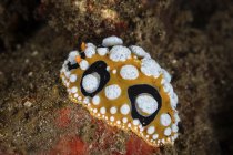 Nudibranch rastejando no fundo do mar arenoso — Fotografia de Stock