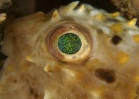 Green speckled eye of juvenile porcupinefish — Stock Photo