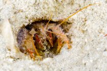Decorator crab in burrow — Stock Photo