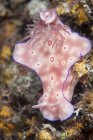 Ceratosoma trilobatum nudibranchi — Foto stock