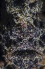 Dark frogfish closeup headshot — Stock Photo