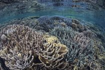 Corales frágiles en aguas poco profundas - foto de stock