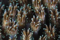 Pólipos de la colonia de coral Galaxea - foto de stock
