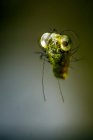 Крихітні idiomysis креветки — стокове фото