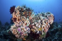 Corais coloridos no recife perto de Sulawesi — Fotografia de Stock