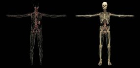 Rendu 3D du système lymphatique humain sur fond noir — Photo de stock